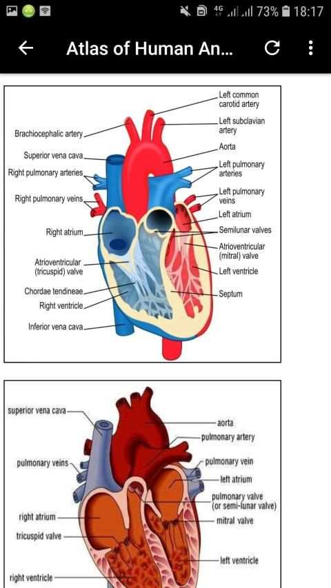 Atlas of Human Anatomy Offline screenshot 4