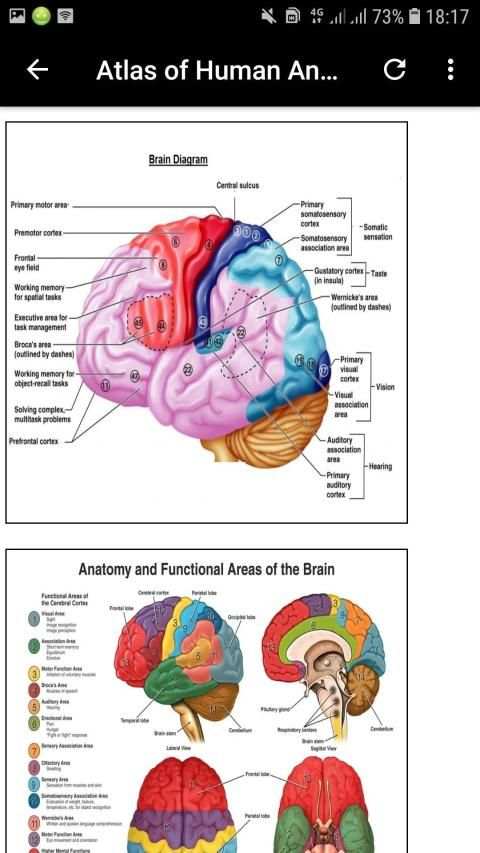 Atlas of Human Anatomy Offline screenshot 5