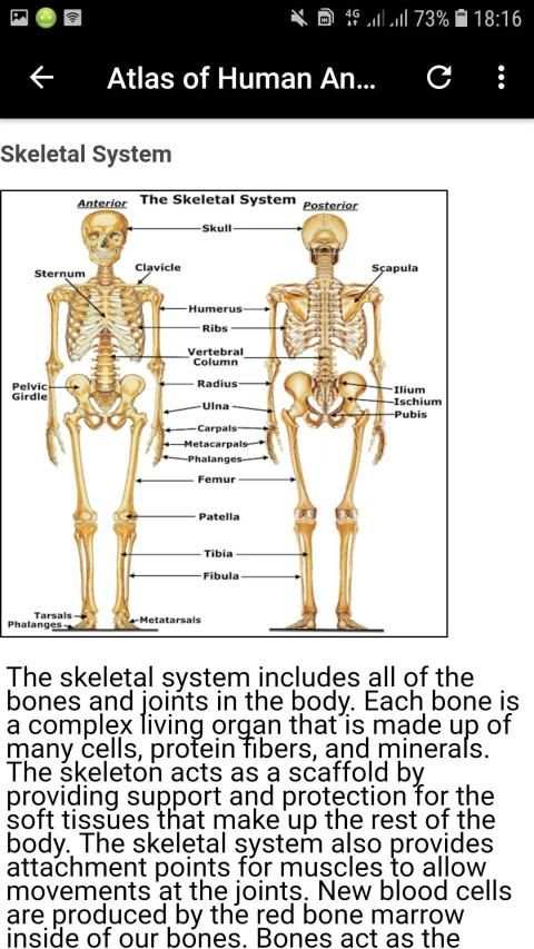 Atlas of Human Anatomy Offline screenshot 13