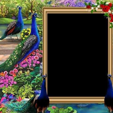 Peacock Insta DP स्क्रीनशॉट 2