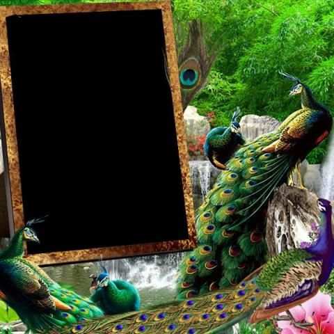 Peacock Insta DP स्क्रीनशॉट 3