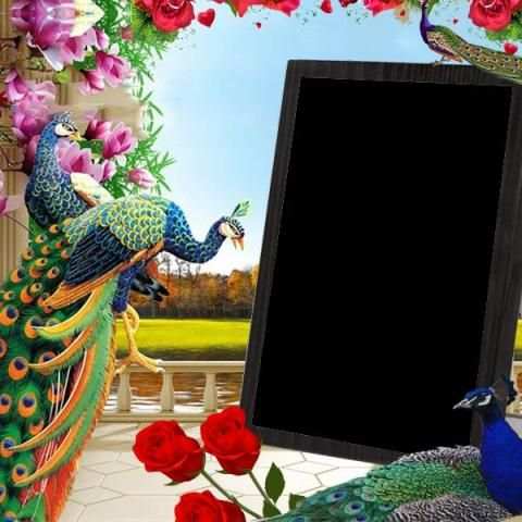 Peacock Insta DP स्क्रीनशॉट 1