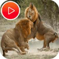 عالم الحيوانات المفترسة - ناشونال جيوجرافيك
‎ on 9Apps