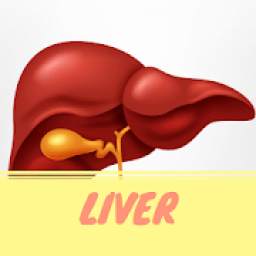 Liver : Information, Treatment and More