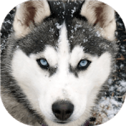 ikon Хаски живые обои