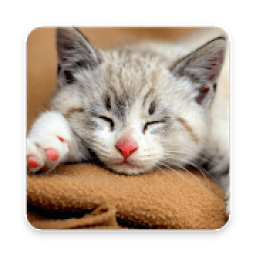 ikon Wallpaper Cat HD