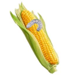 Maize Pests and Diseases