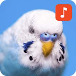 Parakeet Bird Sounds