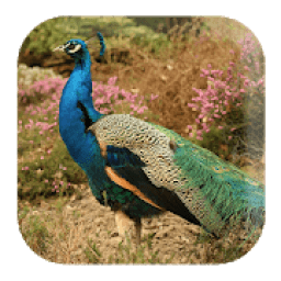 ikon Peacock Sounds