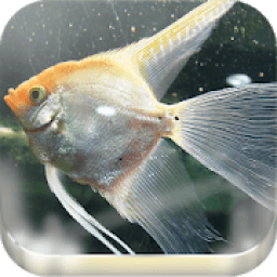 Fish Wallpaper (Offline) icon