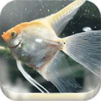 Fish Wallpaper (Offline) on 9Apps