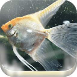 Fish Wallpapers 1.0.0