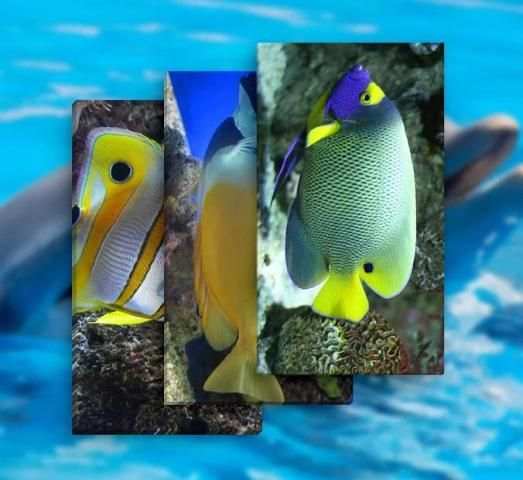 Fish Wallpaper (Offline) screenshot 1