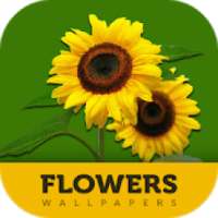 Flowers Wallpapers 2018 - HD Background Wallpapers on 9Apps