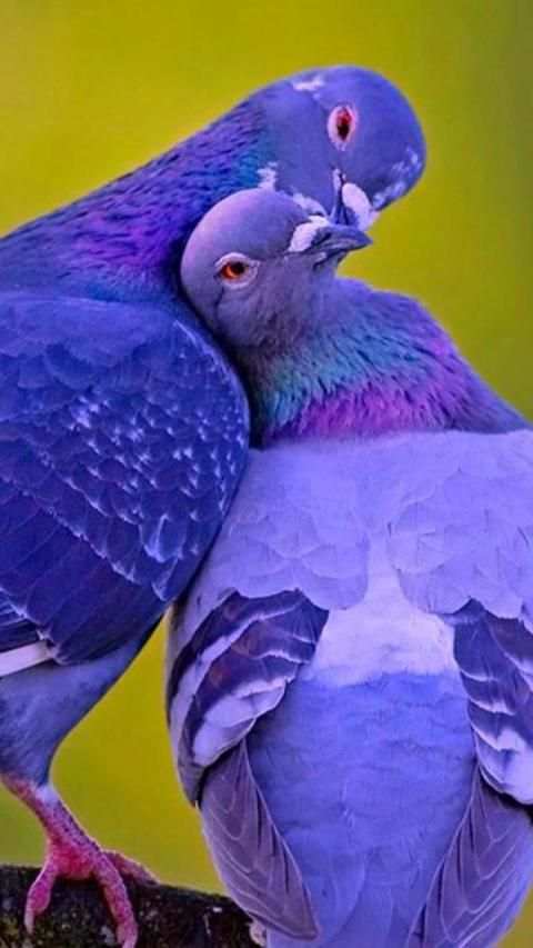 Pigeon Wallpaper screenshot 13