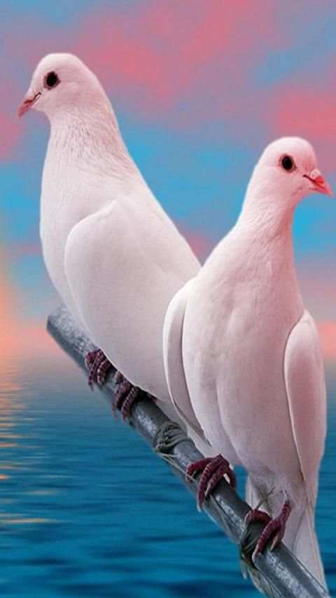Pigeon Wallpaper screenshot 14