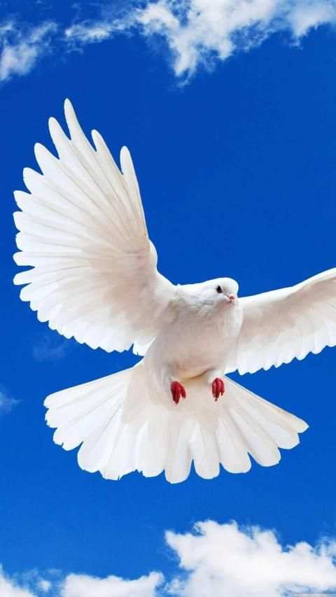 Pigeon Wallpaper screenshot 15
