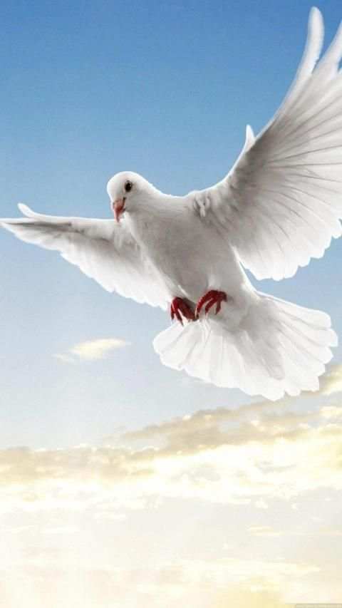 Pigeon Wallpaper screenshot 7