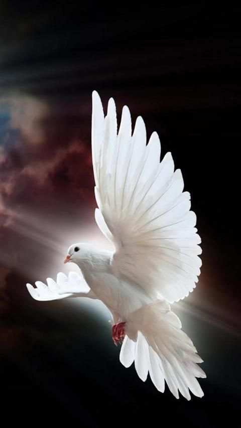 Pigeon Wallpaper screenshot 4