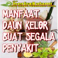 Manfaat Daun Kelor Buat Segala Penyakit