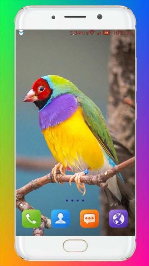 Bird Wallpaper HD स्क्रीनशॉट 15