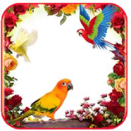 Love Bird Insta DP