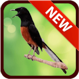 MASTER MURAI BATU AUDIO TRACK आइकन