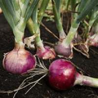 Onion Health Benefits on 9Apps