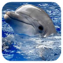 Dolphins. Video Wallpaper 1.03