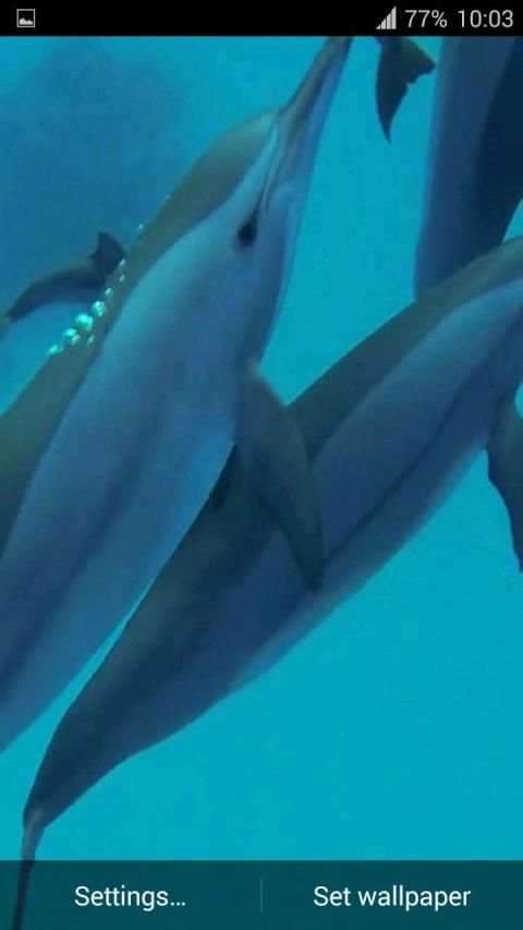Dolphins. Live Video Wallpaper स्क्रीनशॉट 2