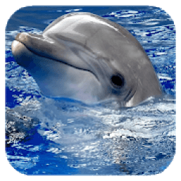 Dolphins. Live Video Wallpaper आइकन