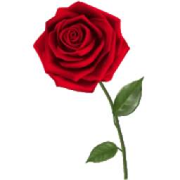 Rosas Pegatinas 1.0