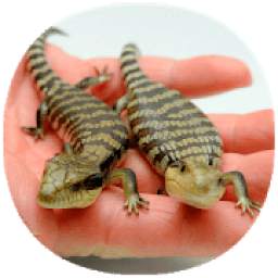 How to Take Care of Reptiles & Amphibians