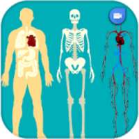 ویدیو آناتومی بدن انسان - human anatomy video
‎ on 9Apps