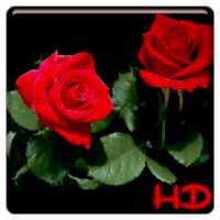 Red Rose APUS Live Wallpaper