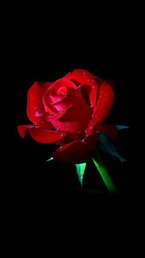 Red Rose APUS Live Wallpaper screenshot 3