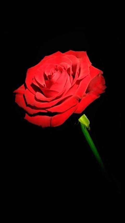 Red Rose APUS Live Wallpaper screenshot 1