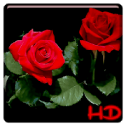 Red Rose APUS Live Wallpaper आइकन