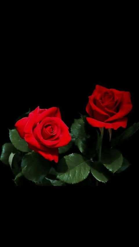 Red Rose APUS Live Wallpaper screenshot 2