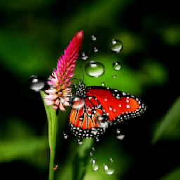 ikon Rain Live Wallpaper