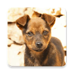 Whats Dog आइकन