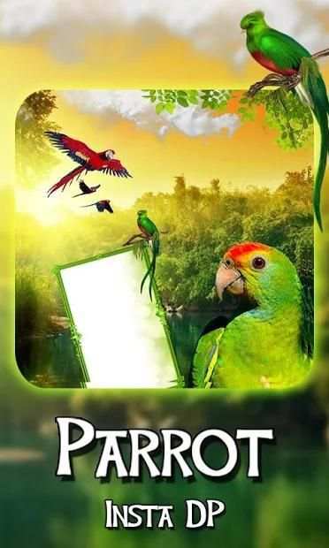 Parrot Insta DP Maker – Love Birds स्क्रीनशॉट 2