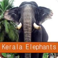 Kerala Elephants on 9Apps