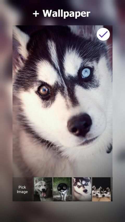 Siberian Husky Lock Screen स्क्रीनशॉट 12