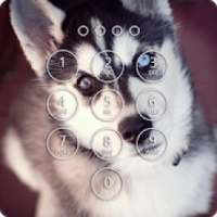 Siberian Husky Lock Screen