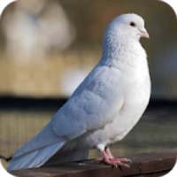 Pigeon Wallpaper on 9Apps