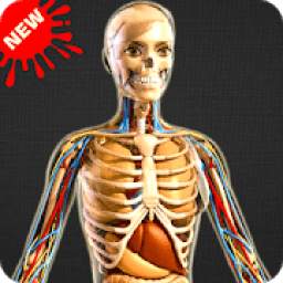 Human Anatomy: Body Parts Basic Guide