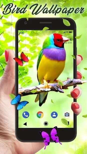 Bird APUS Live Wallpaper screenshot 4