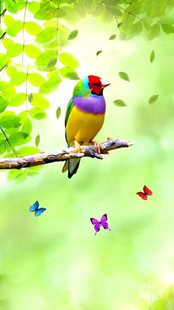 Bird APUS Live Wallpaper screenshot 1