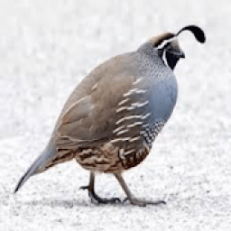 ikon QUAIL